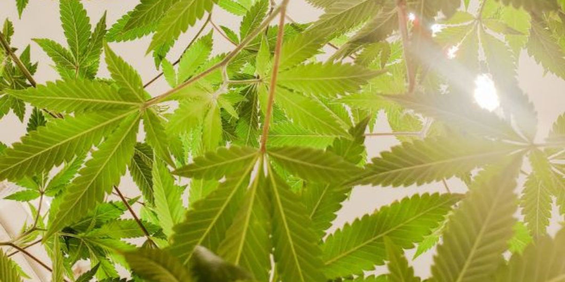 Descubre cómo el CBD puede mejorar tu salud bucal