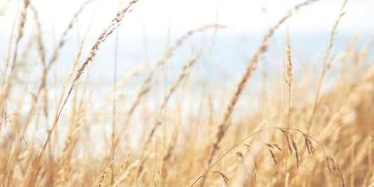 Por qué en Ítaca Organics apostamos por ingredientes de proximidad ecológicos