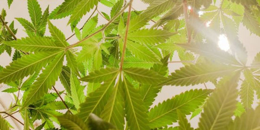 Descubre cómo el CBD puede mejorar tu salud bucal